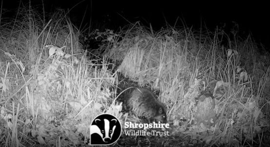 First Beaver Born in Shropshire in 400 Years.